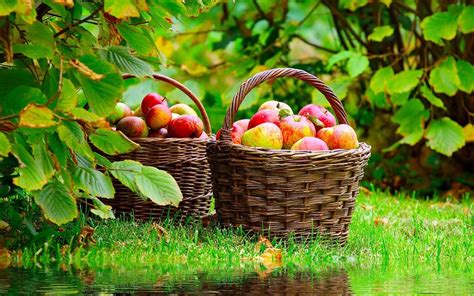 Nature Wallpaper Fruits