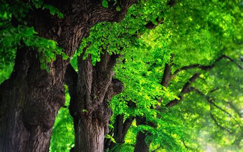 Desktop Wallpaper Trees Nature