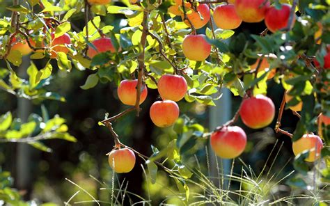 Fruit Garden Wallpaper Hd